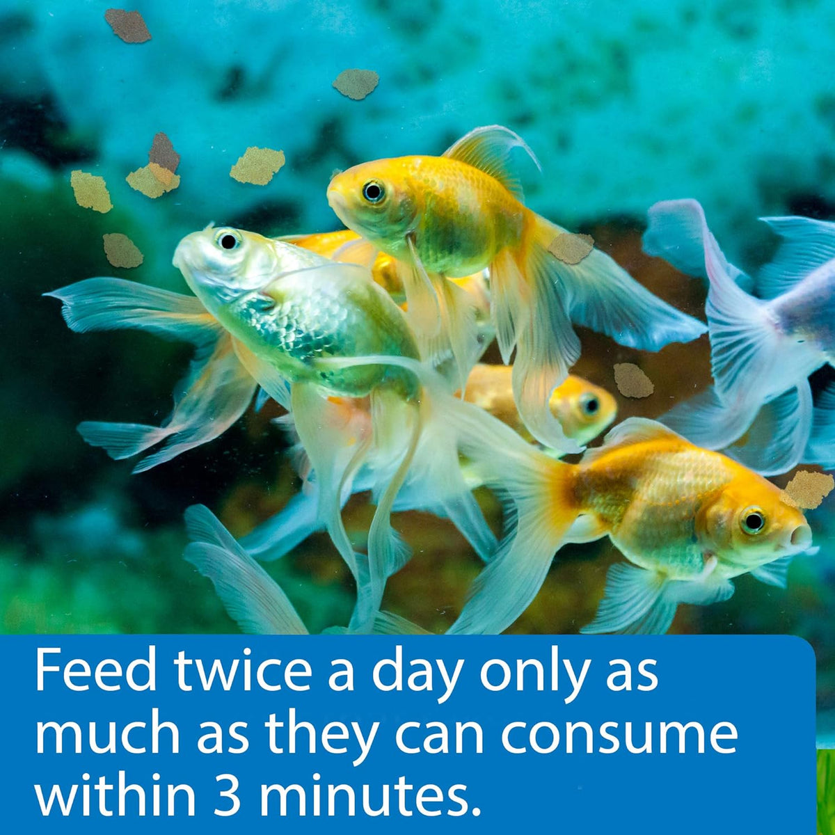 GOLDFISH FLAKES Fish Food 5.7-Ounce Container